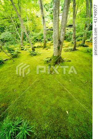 Moss Moss 41749077