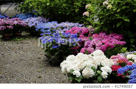 繡球花園盆栽植物展 繡球花園盆栽植物展 41749087