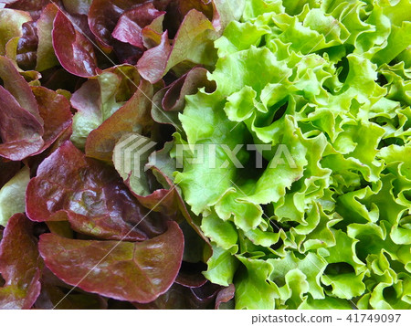 sunny lettuce sunny lettuce 41749097
