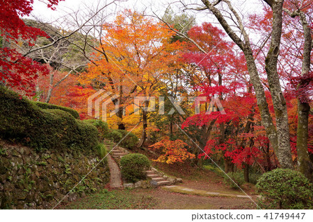 Konosuji's autumn leaves Konosuji's autumn leaves 41749447