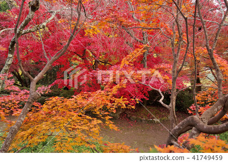 Konosuji's autumn leaves Konosuji's autumn leaves 41749459