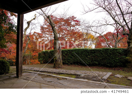 Konosuji's autumn leaves Konosuji's autumn leaves 41749461