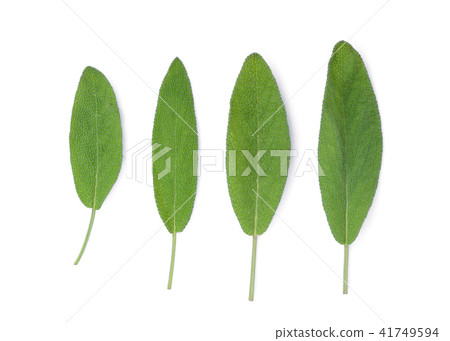 sage leaf isolated on white background, top view 41749594