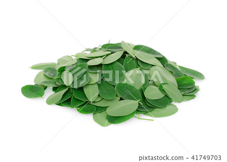 moringa leaves isolated on white background moringa leaves isolated on white background 41749703