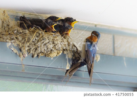 Swallow's chick 41750055