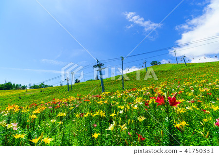 Dyna Land Yurien 41750331