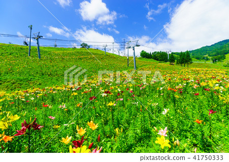 Dyna Land Yurien 41750333