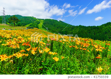 Dyna Land Yurien 41750339