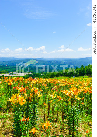 Dyna Land Yurien 41750342