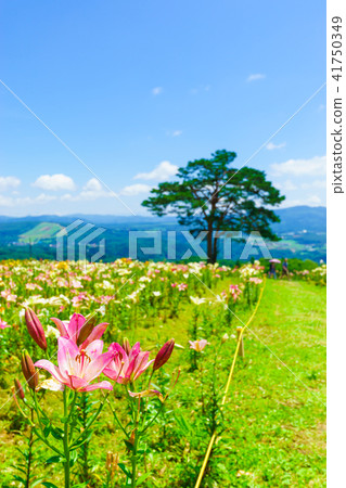 Dyna Land Yurien 41750349