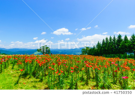 Dyna Land Yurien 41750350