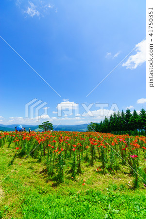 Dyna Land Yurien 41750351