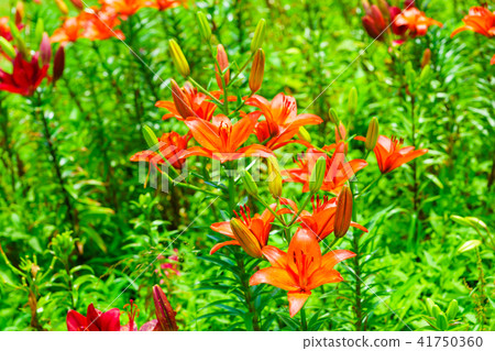 Dyna Land Yurien 41750360