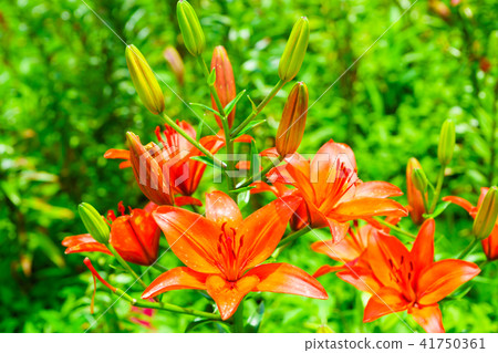 Dyna Land Yurien 41750361