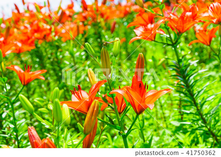 Dyna Land Yurien 41750362