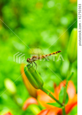 Dyna Land Yurien 41750363