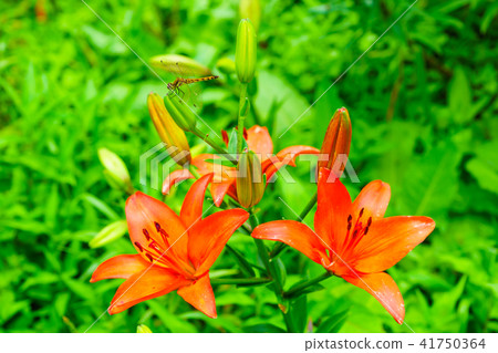 Dyna Land Yurien 41750364