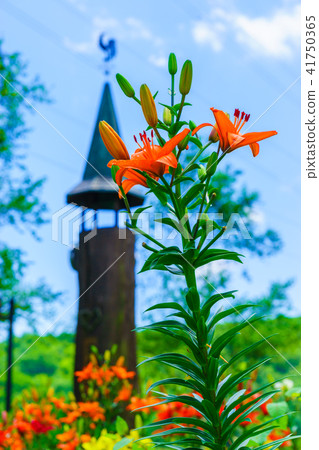 Dyna Land Yurien 41750365