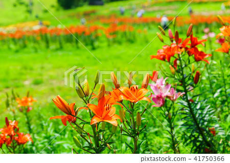 Dyna Land Yurien 41750366