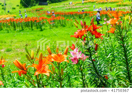 Dyna Land Yurien 41750367