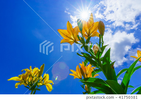 Dyna Land Yurien 41750381