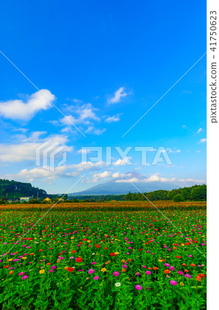 Mt. Fuji seen from the flower park city park 41750623