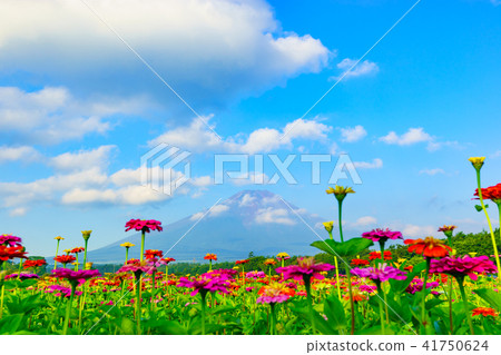 從花公園城市公園看見的富士山 從花公園城市公園看見的富士山 41750624