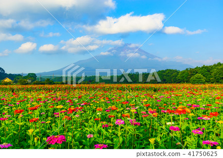 從花公園城市公園看見的富士山 從花公園城市公園看見的富士山 41750625