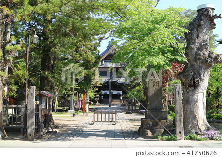 信州上田信濃國分寺院內的春天 41750626