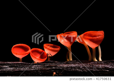 close up or macro mushroom fungi cup in the forest 41750631