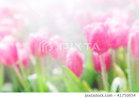 closeup colorful tulips flower it's beautiful  41750654