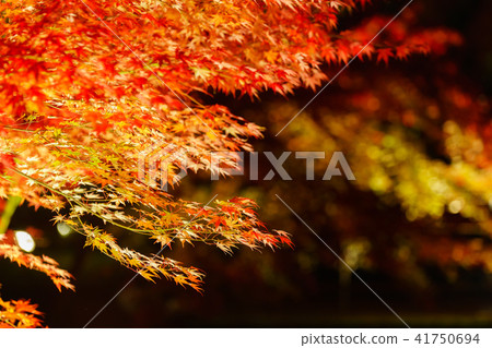 秋葉在Sogaki公園被點燃了 41750694