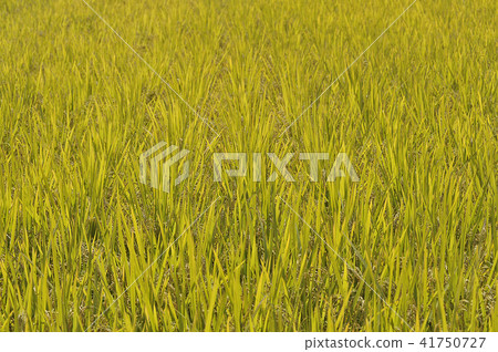 rice plant rice plant 41750727