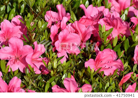 集中於圖像的中心部分的照片，關閉杉木花和葉子射擊有新綠色季節密集的杜娟花的 41750941