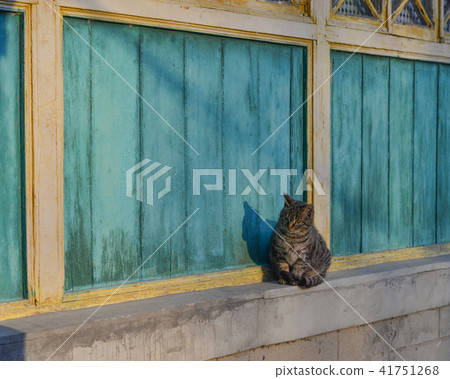 A cat sitting on window in wooden house A cat sitting on window in wooden house 41751268