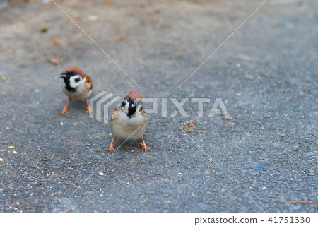 地面上的麻雀地面上的麻雀地面上的麻雀鳥鳥可愛的鳥 地面上的麻雀地面上的麻雀地面上的麻雀鳥鳥可愛的鳥 41751330