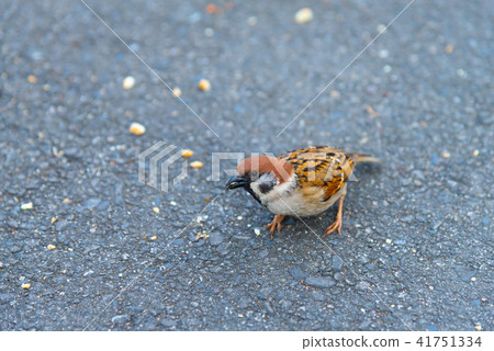 地面上的麻雀地面上的麻雀地面上的麻雀鳥鳥可愛的鳥 41751334