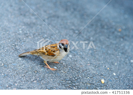 地面上的麻雀地面上的麻雀地面上的麻雀鳥鳥可愛的鳥 地面上的麻雀地面上的麻雀地面上的麻雀鳥鳥可愛的鳥 41751336