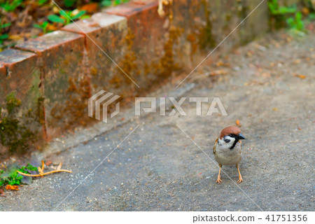 地面上的麻雀地面上的麻雀地面上的麻雀鳥鳥可愛的鳥 地面上的麻雀地面上的麻雀地面上的麻雀鳥鳥可愛的鳥 41751356