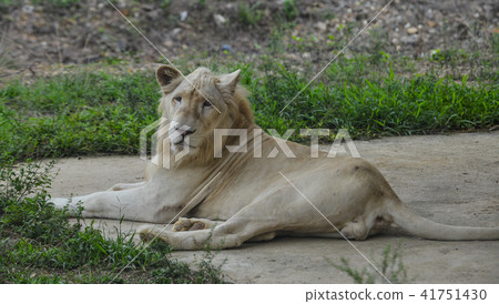 A white lion at the zoo A white lion at the zoo 41751430