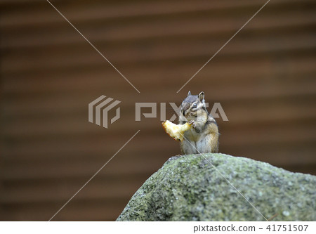 squirrel squirrel 41751507
