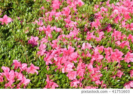 Photos focusing on the center part of the image, taking pictures of multiple densely pink flowers and leaves of azalea in fresh green season Photos focusing on the center part of the image, taking pictures of multiple densely pink flowers and leaves of azalea in fresh green season 41751603