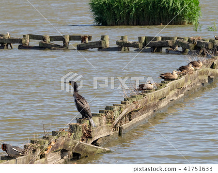 Cormorant and duck 41751633