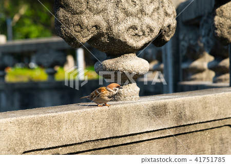 二二八公園裡的麻雀 台湾台北二二八公園の雀 Sparrows In 228 Park 二二八公園裡的麻雀 台湾台北二二八公園の雀 Sparrows In 228 Park 41751785