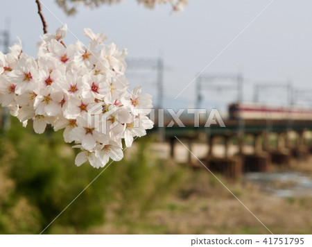 Kintetsu train and cherry blossoms Kintetsu train and cherry blossoms 41751795