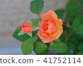 Orange's Rose 41752114