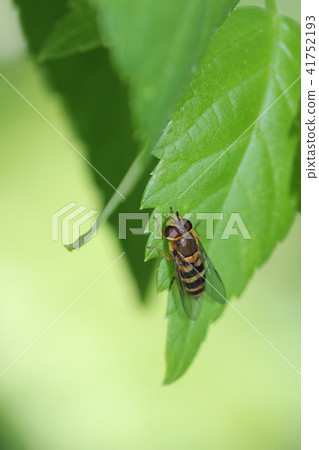 Kehilatave (female) 01 41752193