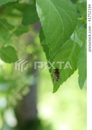 Kehilatave (female) 02 41752194
