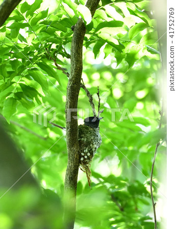 Sanchochou parenting (from nest making to nesting) Sanchochou parenting (from nest making to nesting) 41752769