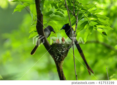 Sanchochou parenting (from nest making to nesting) Sanchochou parenting (from nest making to nesting) 41753199